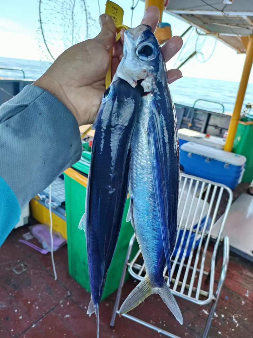 【想要成为鸟的鱼】海钓野生飞鱼