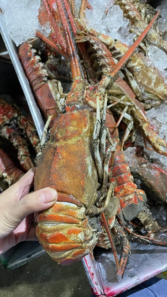 汕尾港海捕野生红龙虾三角脊龙虾3斤5斤
