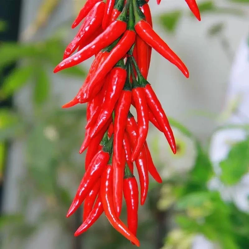 3包【小米辣朝天椒】青椒农家自种新鲜小米椒泡椒辣椒蔬菜种子种植