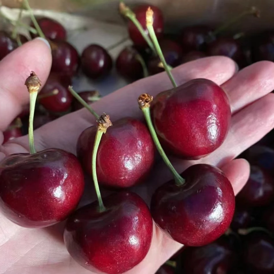 【展特果品 顺丰包邮】J-5J拉宾斯智利海运当季新鲜车厘子