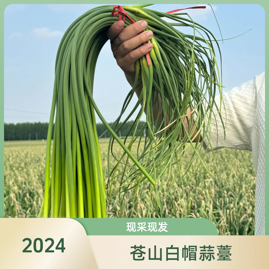 苍山蒜薹2024新鲜大田苔白帽蒜薹老品种优质蒜薹当天采1斤3斤5斤