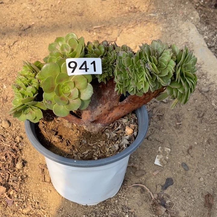 小*941多肉植物万缀