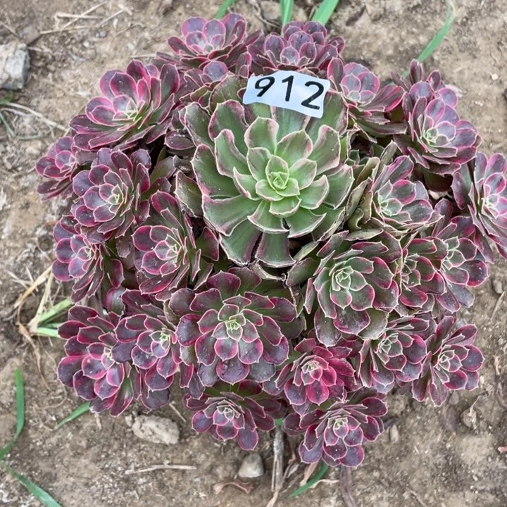 912多肉植物安娜