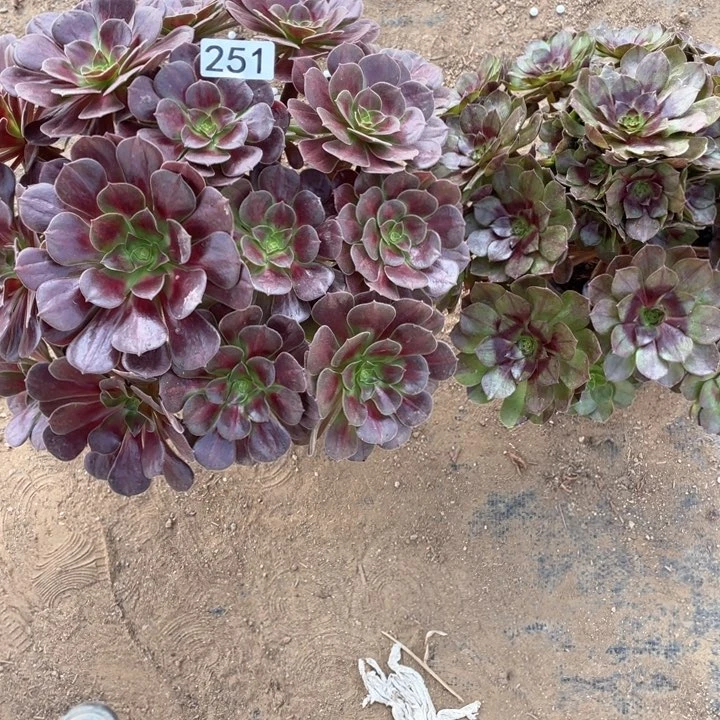 是*哥251多肉植物黑魔，变异2棵