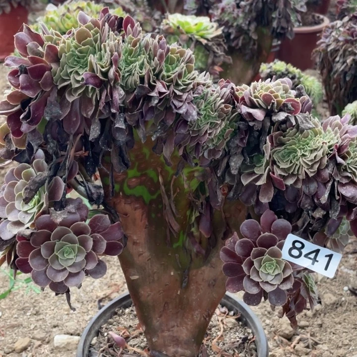 841多肉植物欧紫缀