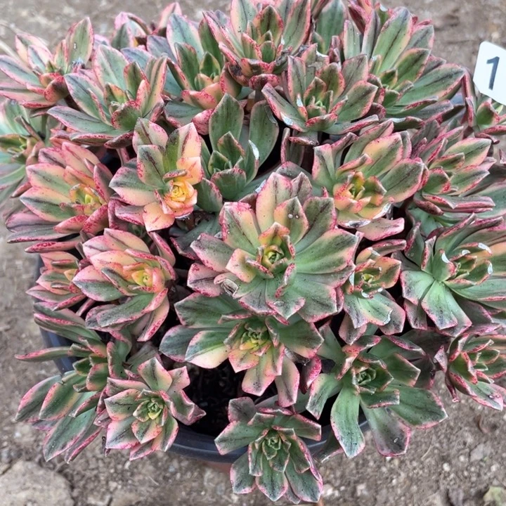 115多肉植物甜茶