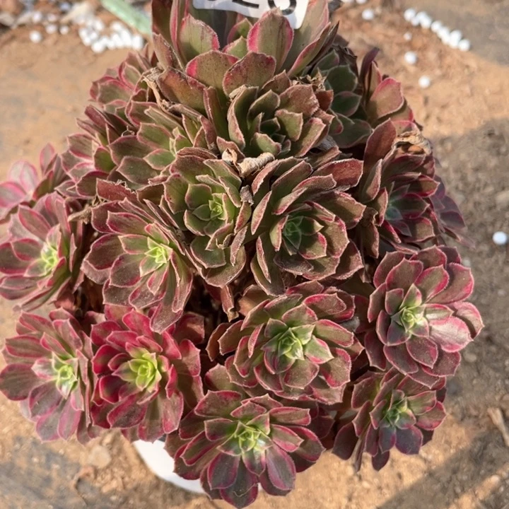 023多肉植物安娜