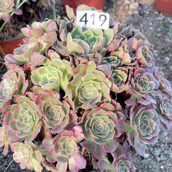 419多肉植物安娜