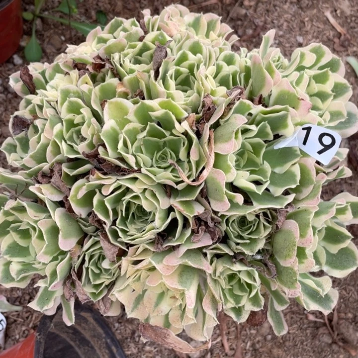 919多肉植物白凤