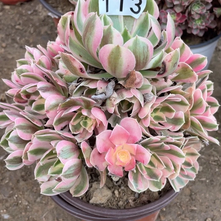 113多肉植物粉女巫