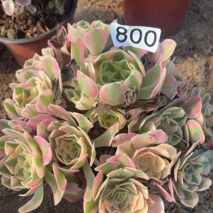 800多肉植物粉女粉
