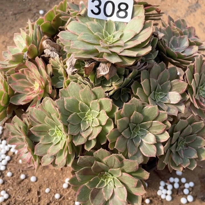 308多肉植物莲花座