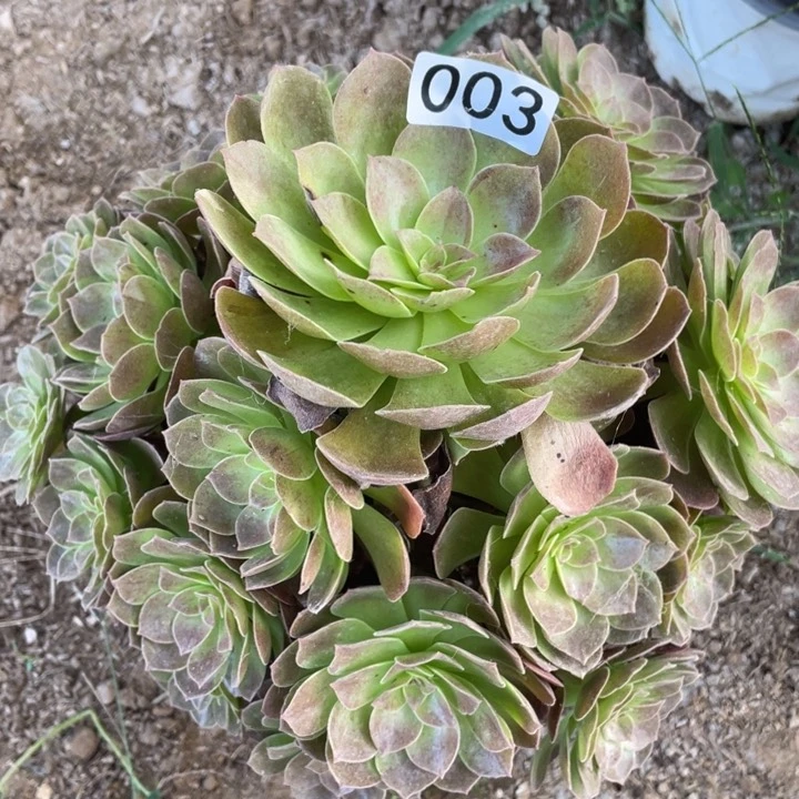 003多肉植物赤焰莲