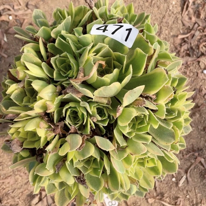 471多肉植物青萌