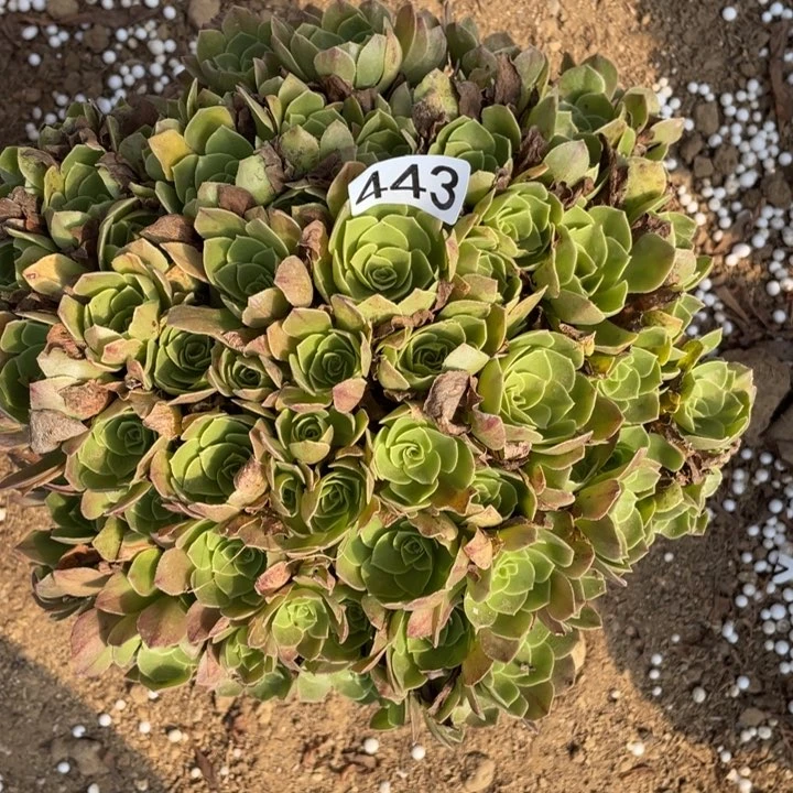 :****:443多肉植物万圣节