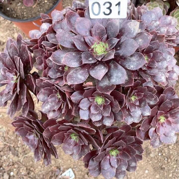 031多肉植物赤焰莲