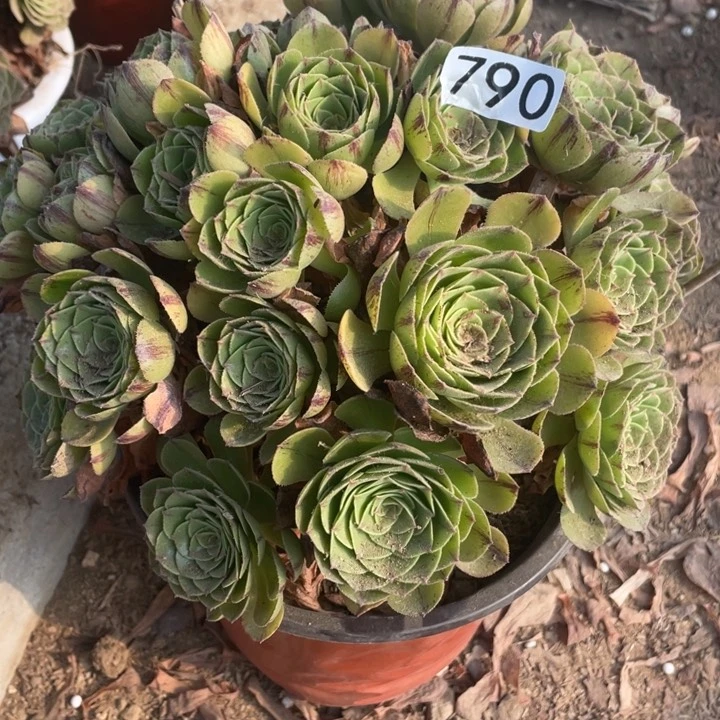 爱*忧790多肉植物万拉丝