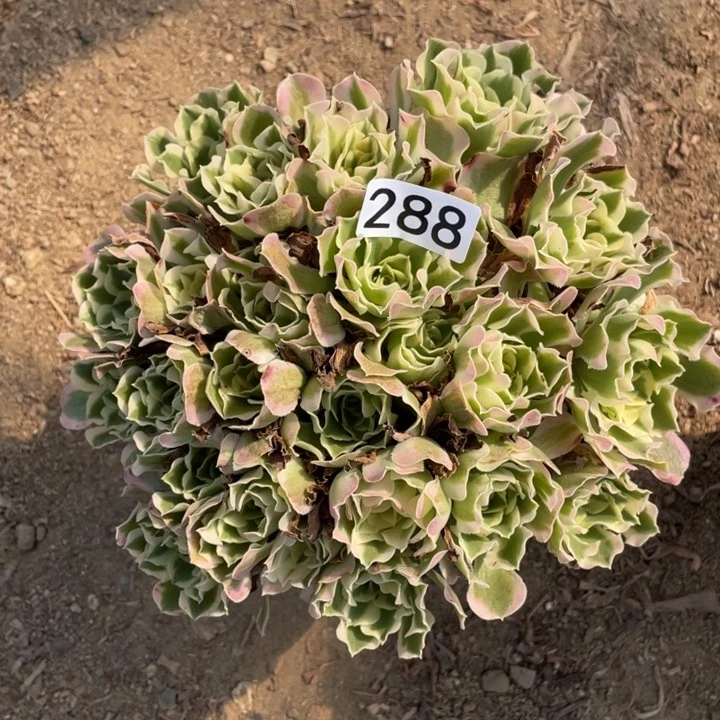 288多肉植物白凤