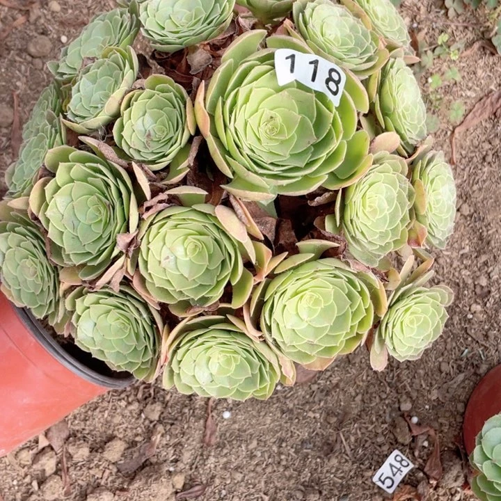 118多肉植物万圣节