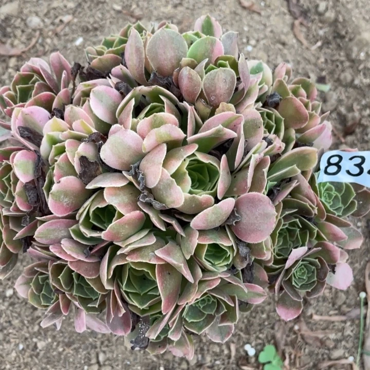 834多肉植物香妃