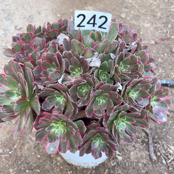 兰*242多肉植物安娜