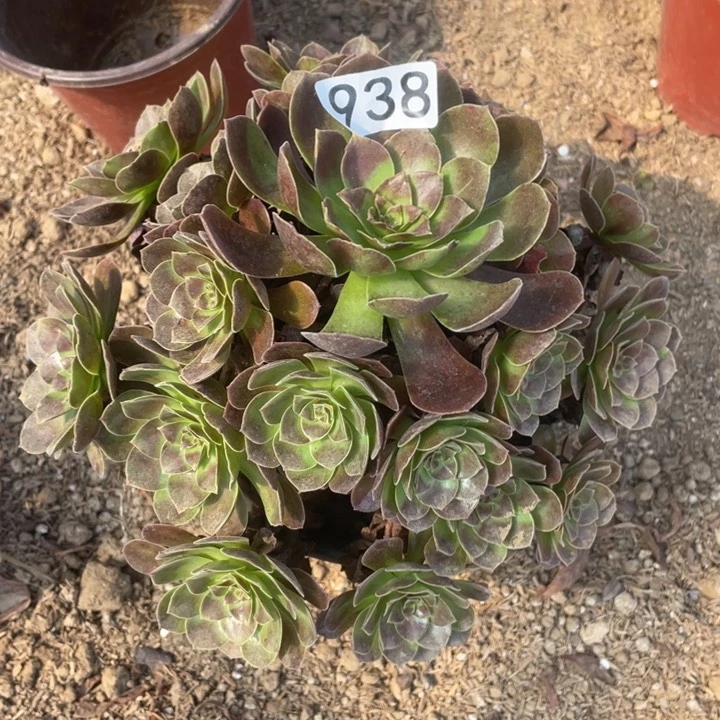 938多肉植物赤焰莲