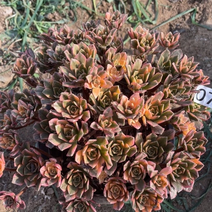 072多肉植物甜茶