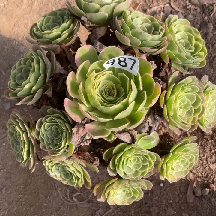 987多肉植物奶白