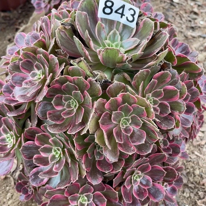 伍*萬843多肉植物安娜