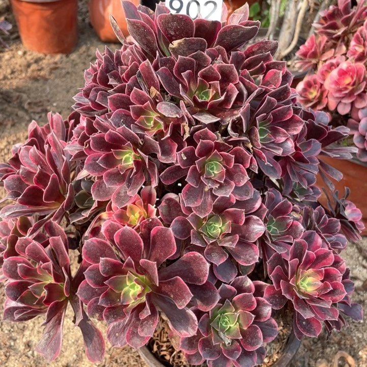 902多肉植物金丝雀