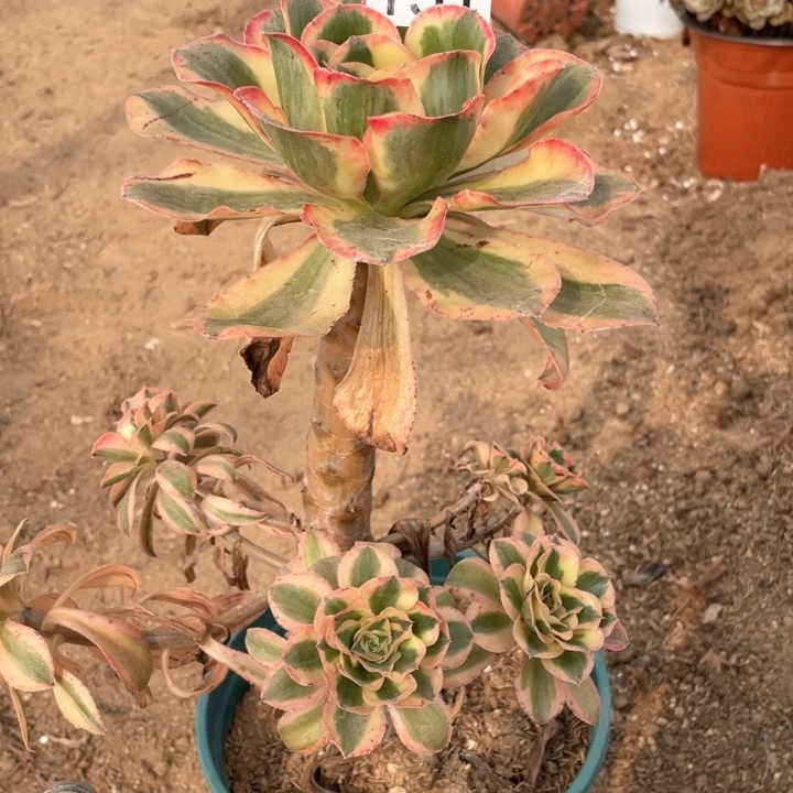 安****素151多肉植物燕姿