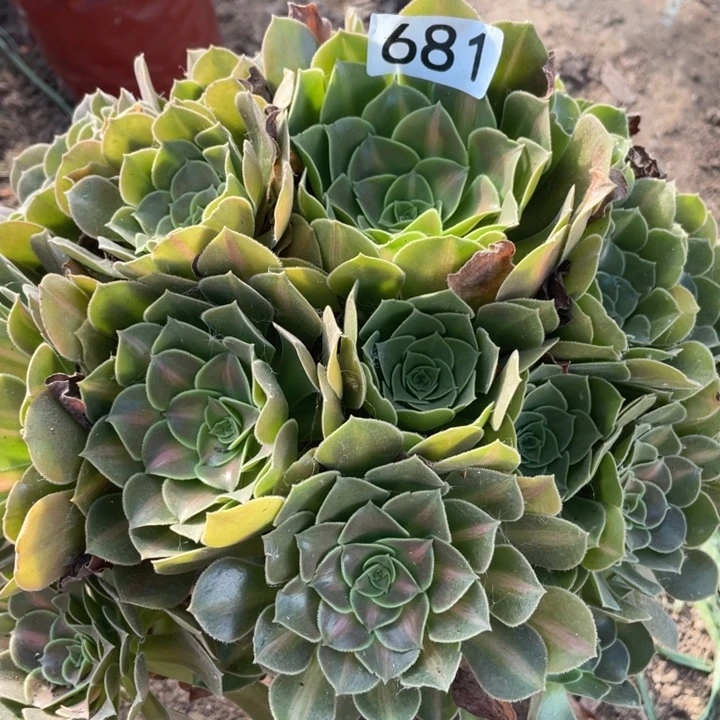 681多肉植物女巫中斑