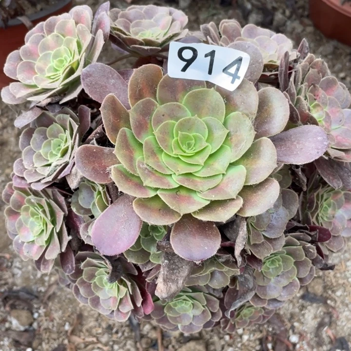 914多肉植物华纳