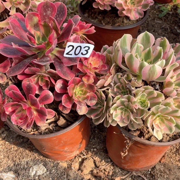 203多肉植物组合