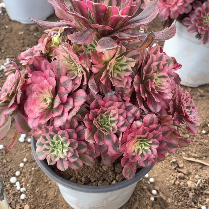 800多肉植物红铜白