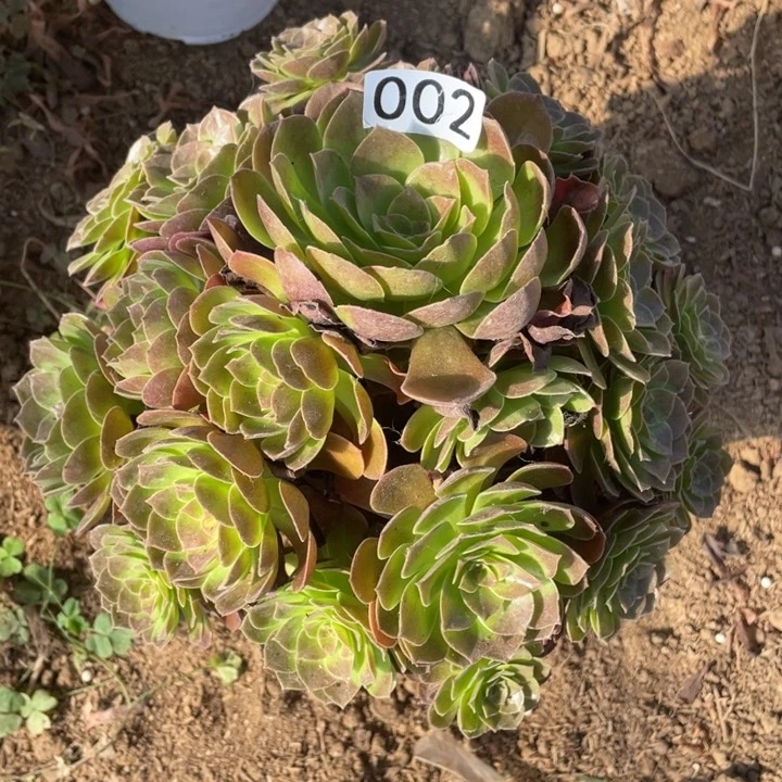 *‍****002多肉植物赤焰莲