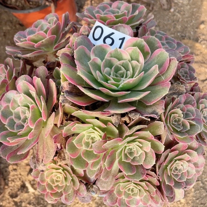 061多肉植物安娜