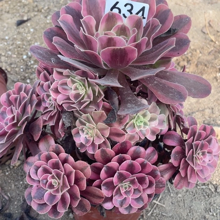 634多肉植物美杜莎