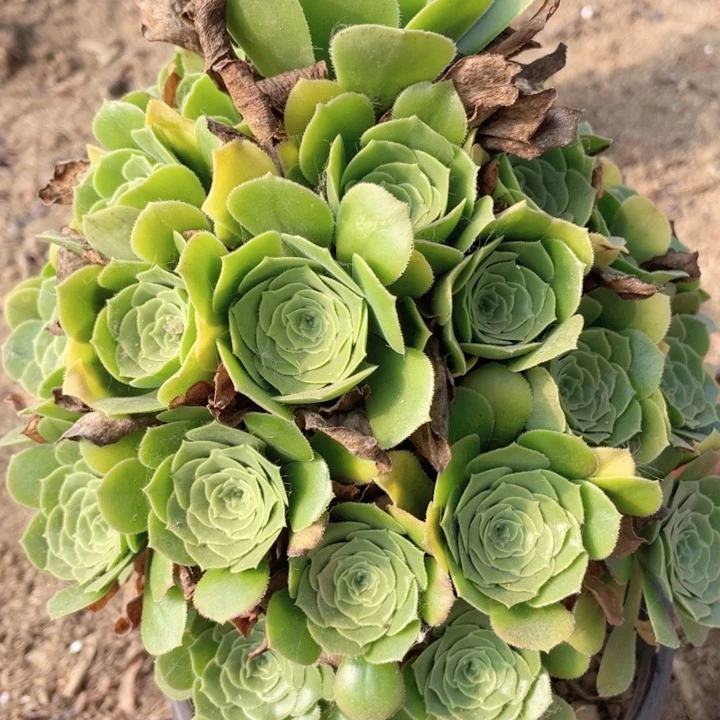 480多肉植物绿玫瑰