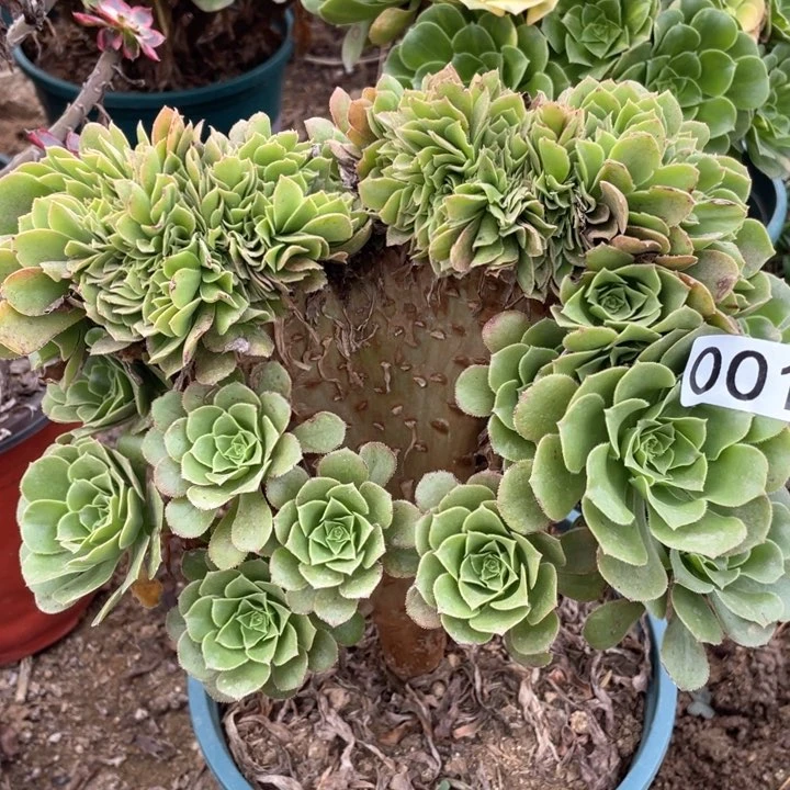 001多肉植物绿缀