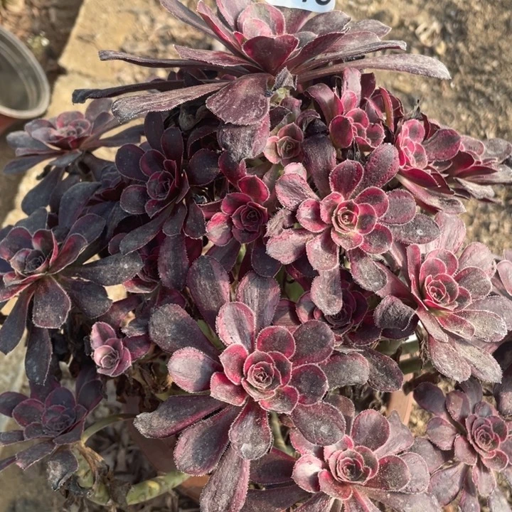 445多肉植物丽娜