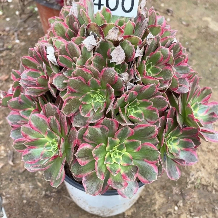 400多肉植物安娜