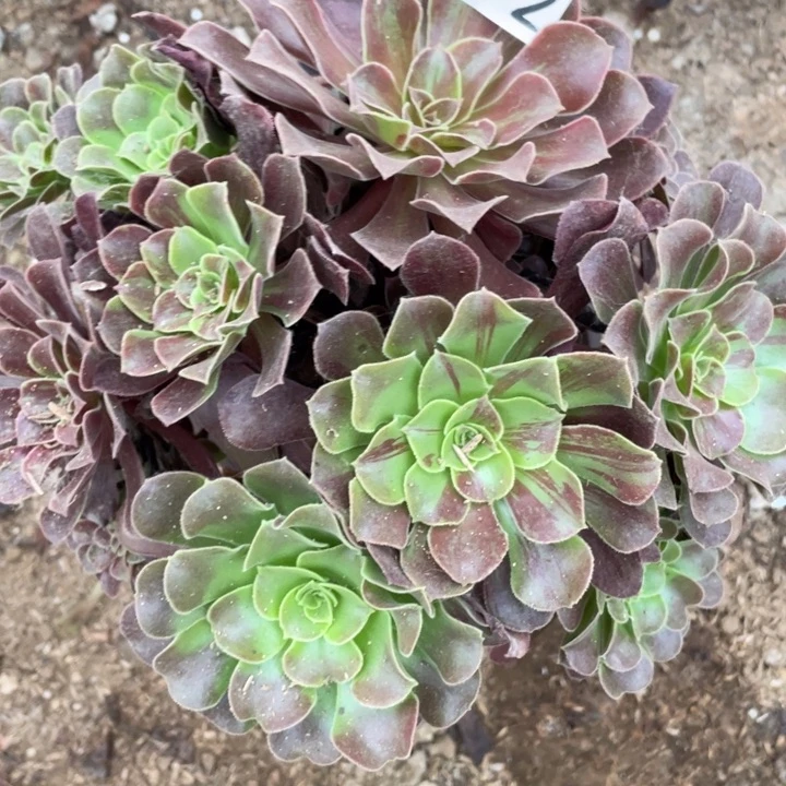 872多肉植物欧若拉