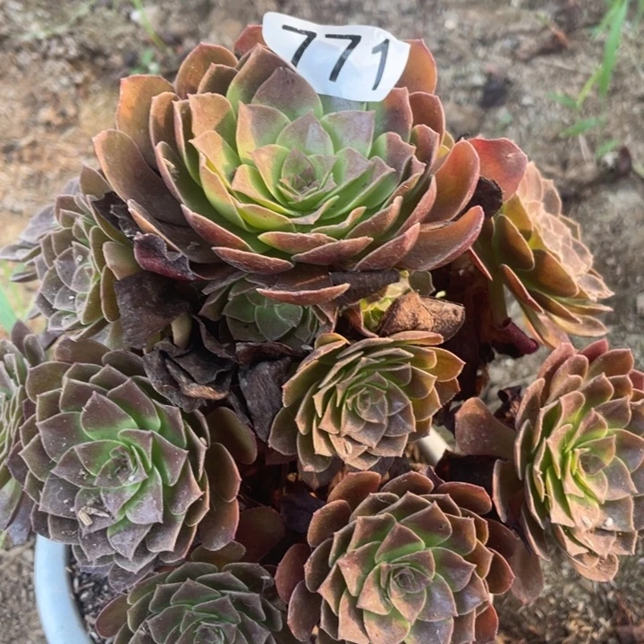 771多肉植物赤焰莲