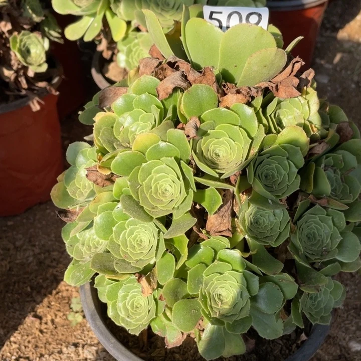 509多肉植物绿玫瑰