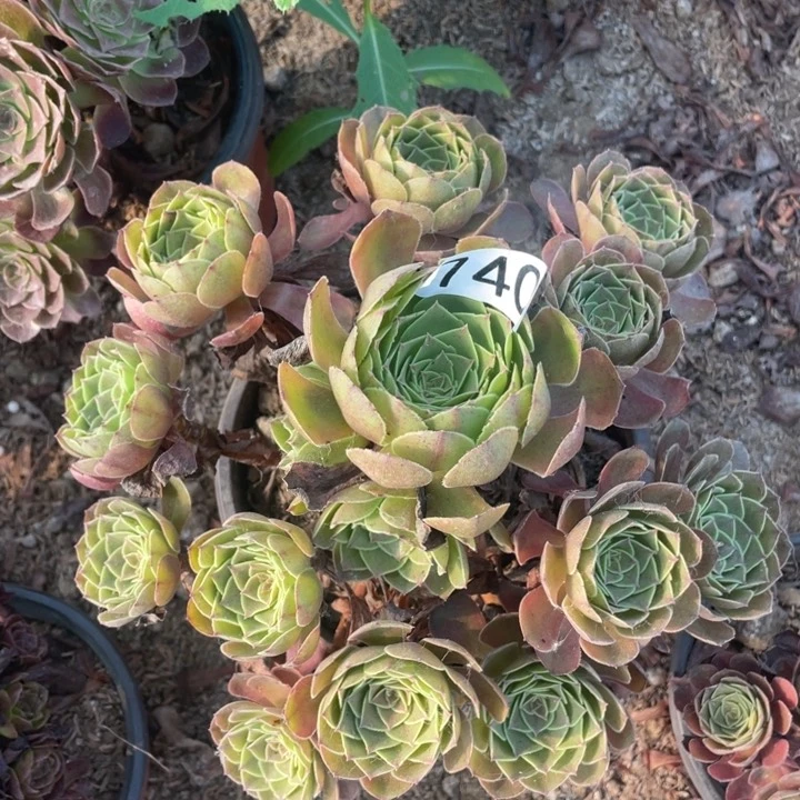 740多肉植物黑魔