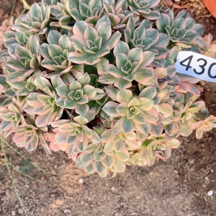 430多肉植物甜茶