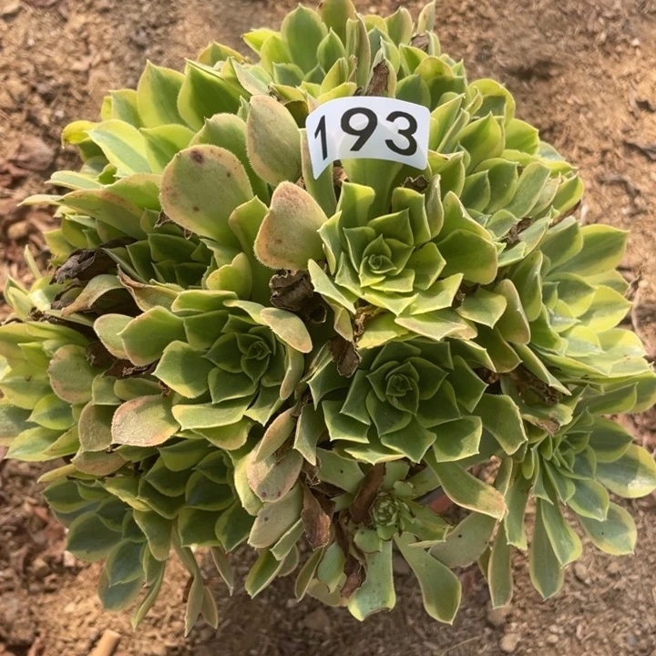 193多肉植物青萌