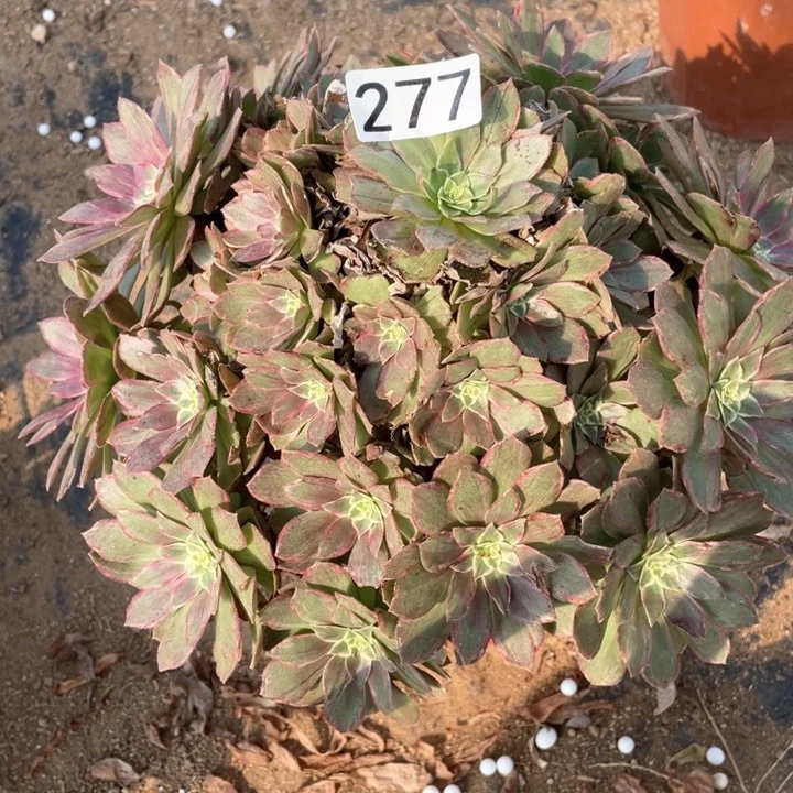 ?****?277多肉植物莲花座