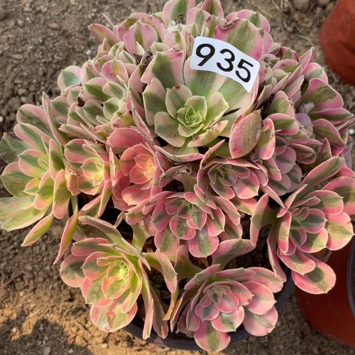 935多肉植物粉女巫